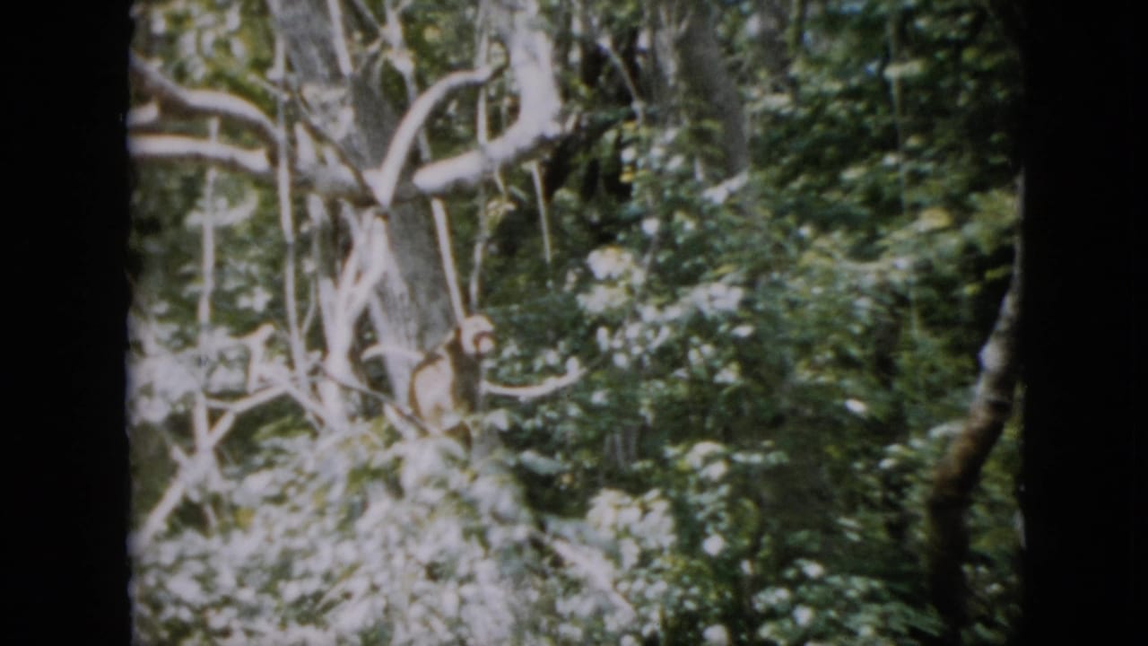 Woodland branches and foliage with a small monkey partly visible near the lower right.