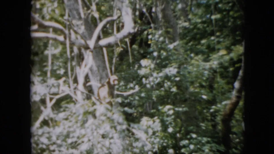 1958 Pennsylvania 8mm frame with tangled woodland branches, leafy growth, and a small monkey partly visible near the lower right of the frame.