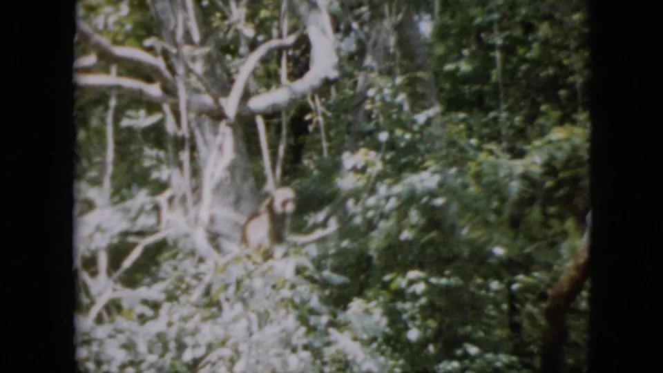 1958 Pennsylvania 8mm frame showing a small monkey perched on a branch within dense green trees near the riverbank.