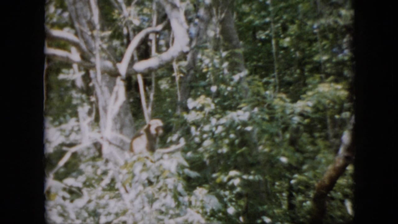 In 1958 Pennsylvania 8mm footage, a small brown-furred primate-like animal sits partly obscured in a tree amid dense green foliage and pale limbs.