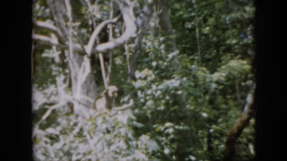 In 1958 Pennsylvania 8mm footage, a small brown-furred primate-like animal sits partly obscured in a tree amid dense green foliage and pale limbs.