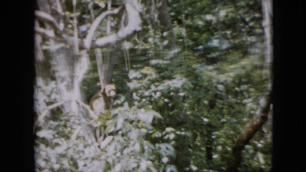 The animal remains partly visible among branches and thick foliage in this 1958 Pennsylvania home-movie frame, with soft 8mm focus and dark reel edges.