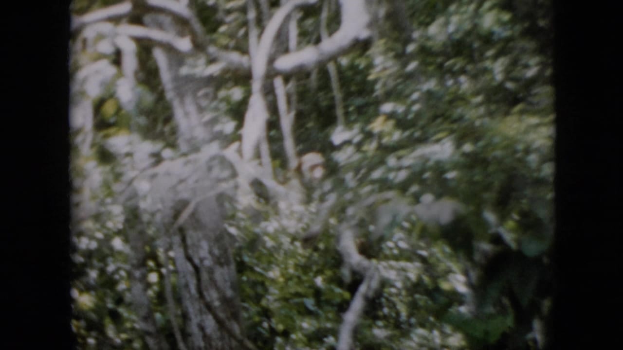 Blurred view of branches and foliage with the small animal partly obscured.