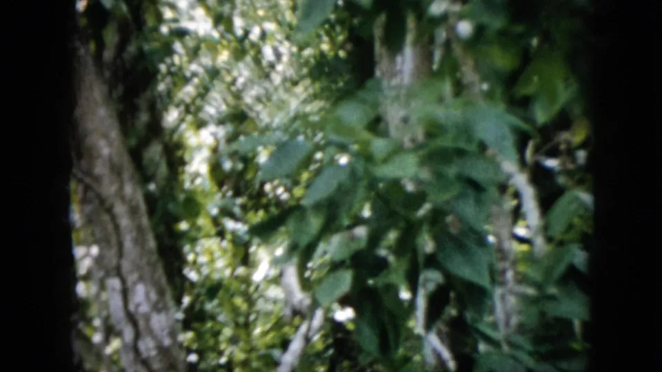 The final frame shows dense green leaves, tree trunks, and dark film borders, with the animal no longer clearly visible in the 1958 Pennsylvania wooded scene.