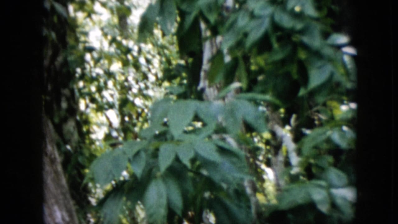 1958 Pennsylvania 8mm home-movie frame showing leafy woodland vegetation, tree trunks, bright canopy light, and dark film borders before the monkey is clearly visible.