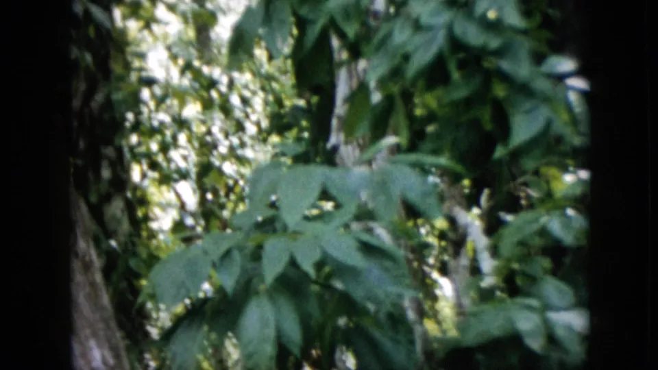 1958 Pennsylvania 8mm home-movie frame showing leafy woodland vegetation, tree trunks, bright canopy light, and dark film borders before the monkey is clearly visible.