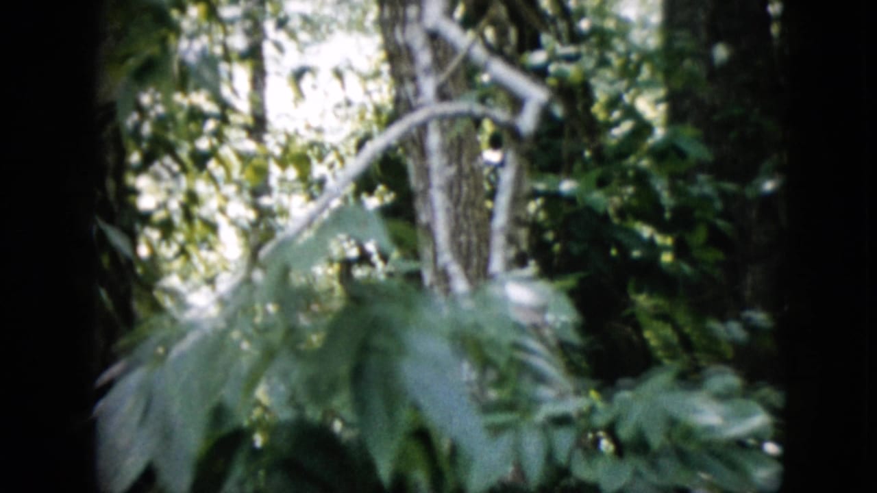 1958 Pennsylvania 8mm frame with soft-focus leaves, pale sunlit branches, and tree trunks in dense woods, with no people or signage visible.