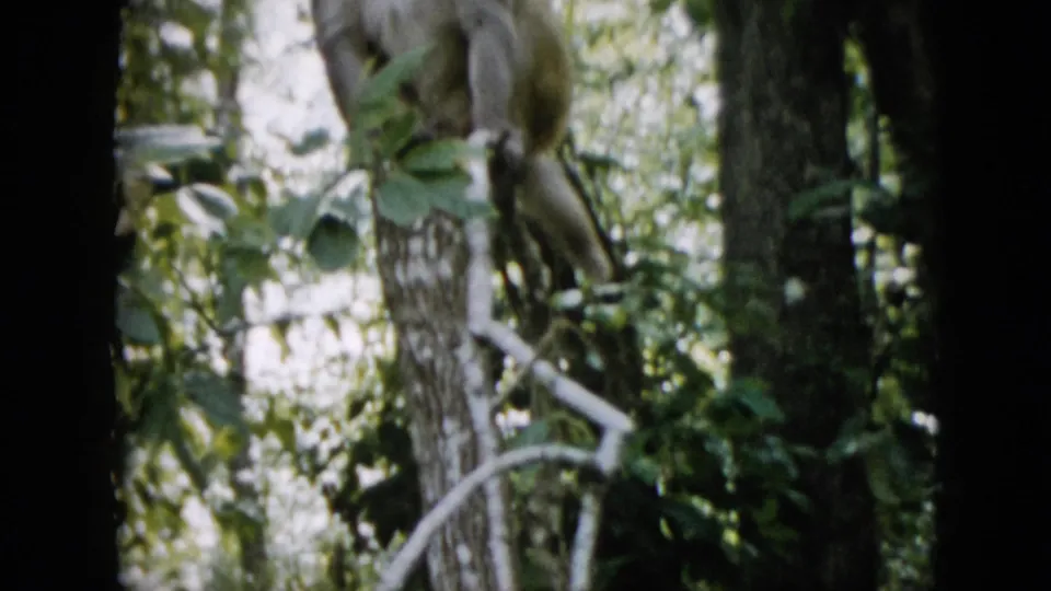 1958 Pennsylvania 8mm frame showing a small monkey partly obscured by branches and foliage in a dense wooded setting.