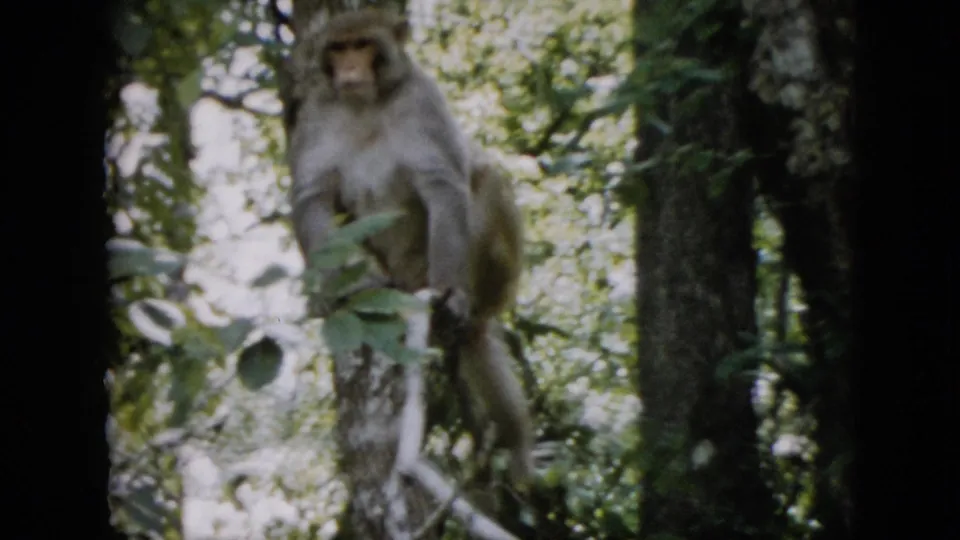 1958 Pennsylvania 8mm home-movie frame showing a small monkey perched on or beside a tree branch, facing the camera through foliage and tree trunks.