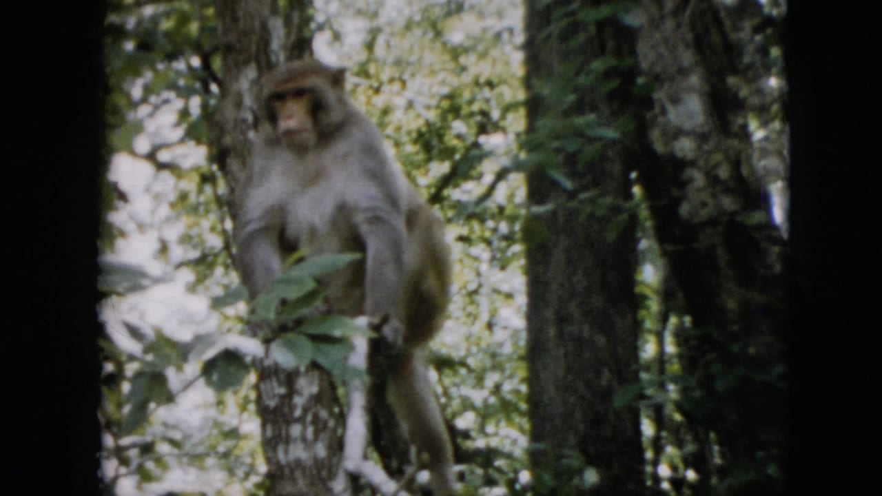 In this 1958 Pennsylvania 8mm frame, a light brown monkey sits on a tree trunk in dense green foliage with soft focus and dark film borders.