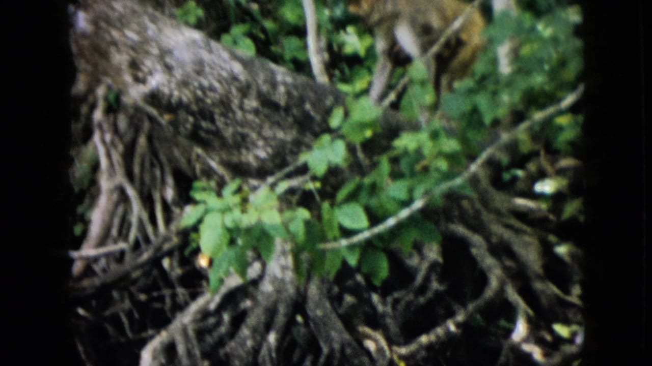 Tree roots and green foliage with a partial monkey visible near the upper right edge.