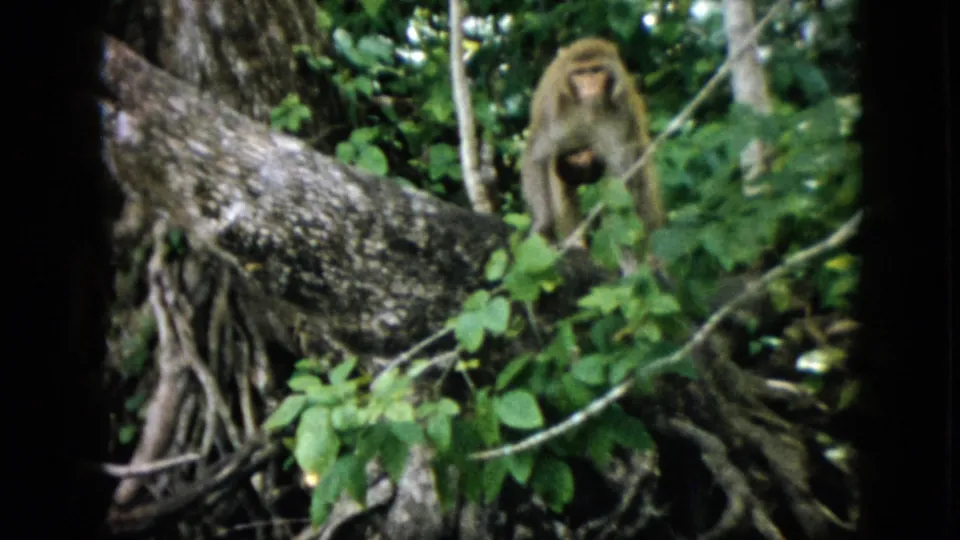 In this 1958 Pennsylvania 8mm frame, a monkey walks through dense green undergrowth beside a large tree trunk and exposed roots.