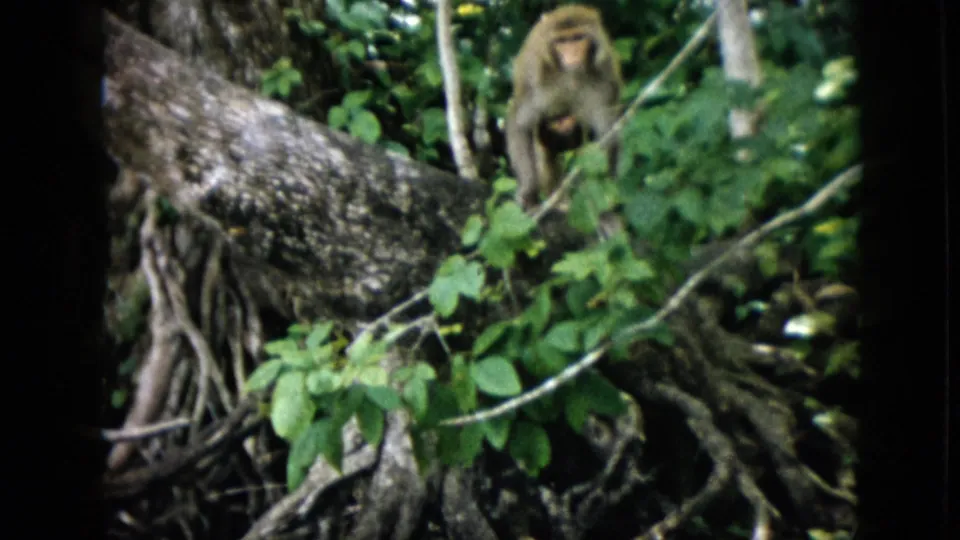 A soft 8mm frame from the 1958 Pennsylvania clip shows a monkey standing amid green foliage near a broad tree trunk and tangled roots.