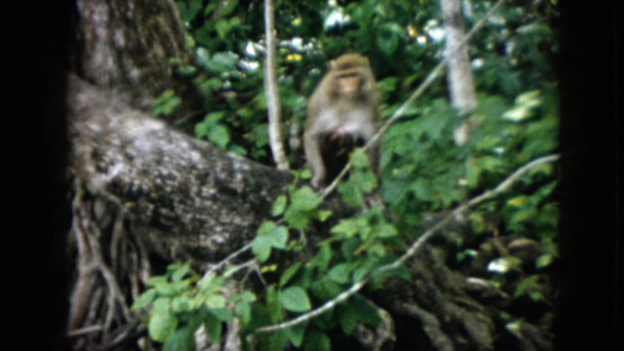 In metadata-supported 1958 Pennsylvania 8mm footage, a mother monkey with an infant on her belly appears on a thick branch surrounded by dense forest foliage and dark frame edges.
