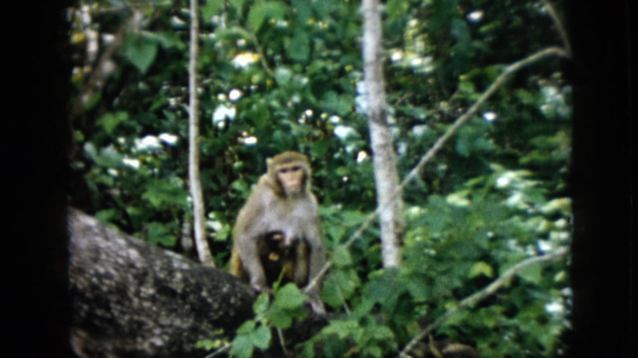 The mother monkey faces forward with the infant held against her belly on a broad tree limb, framed by green foliage and pale trunks in the 1958 Pennsylvania home-movie clip.