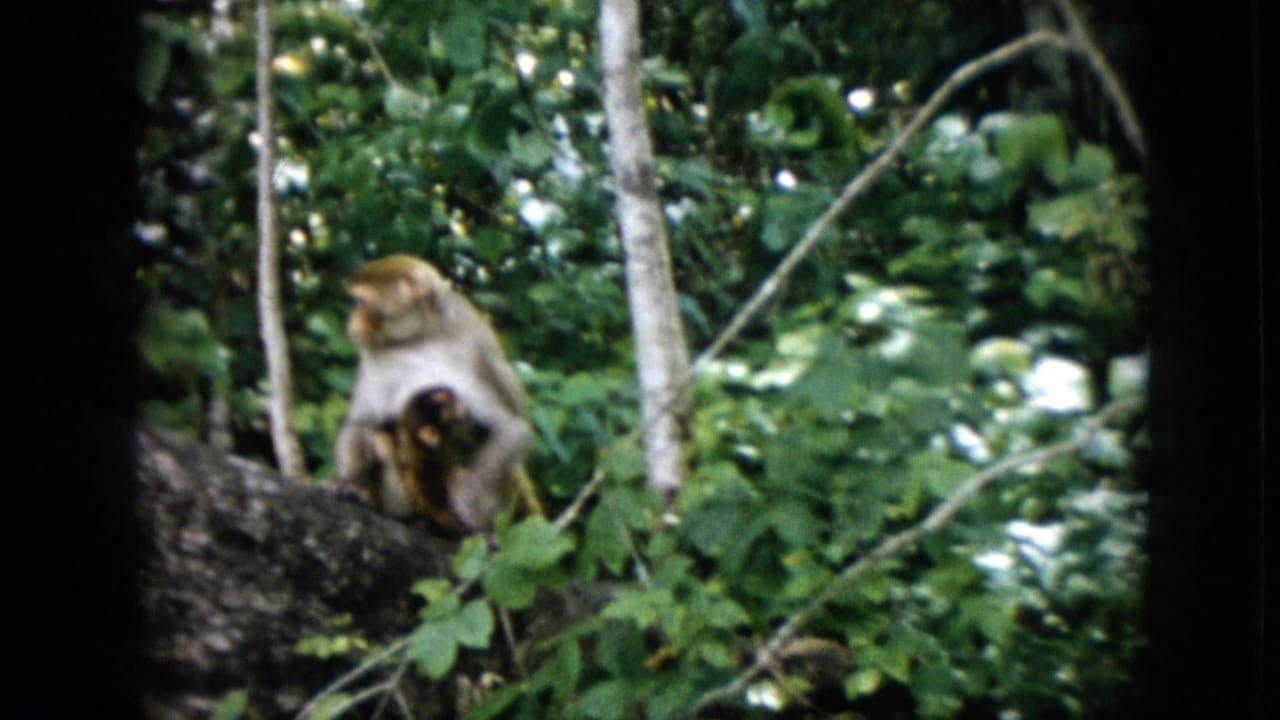 Monkey with infant seated low on a branch, partly surrounded by leaves and slender trunks.