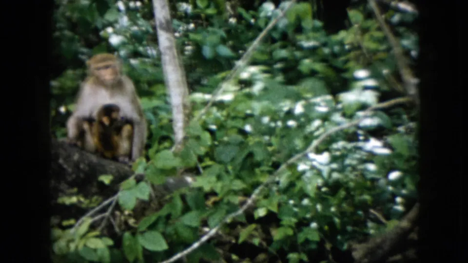 Near the end of the clip, the mother monkey remains perched with the infant against her belly on a branch, with dense green leaves and a rounded dark film border visible.