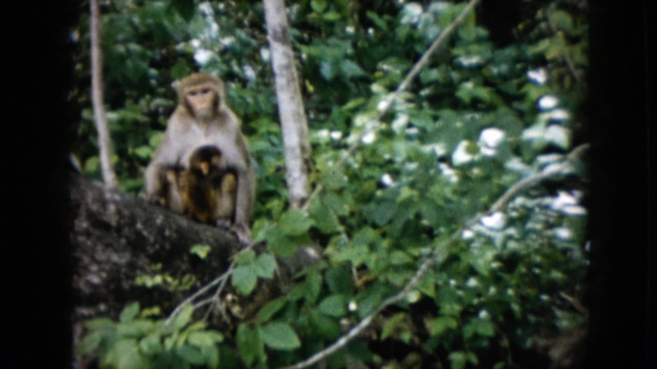 In supported 1958 Pennsylvania 8mm footage, an adult monkey holds a dark-furred infant on a branch amid green leaves and pale tree trunks.