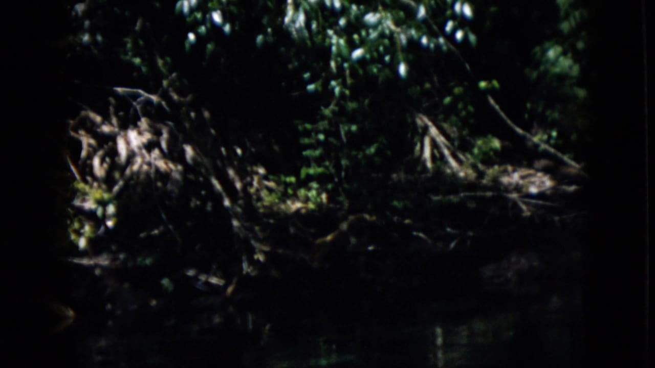 Dark streamside forest view with tangled roots and foliage in deep shade.