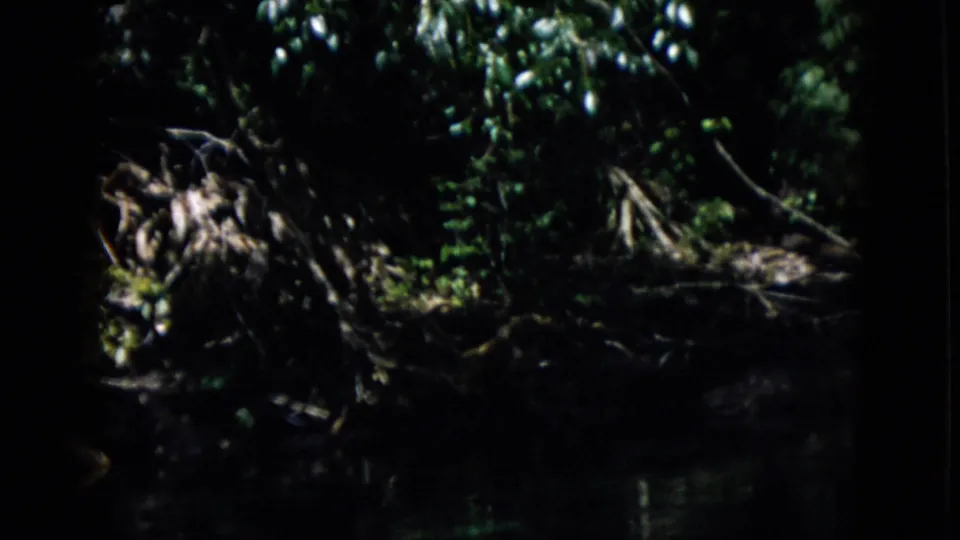 The frame shifts to a shadowed woodland or streamside area, with tangled roots or fallen wood, dense leaves, and dark water visible near the bottom edge.