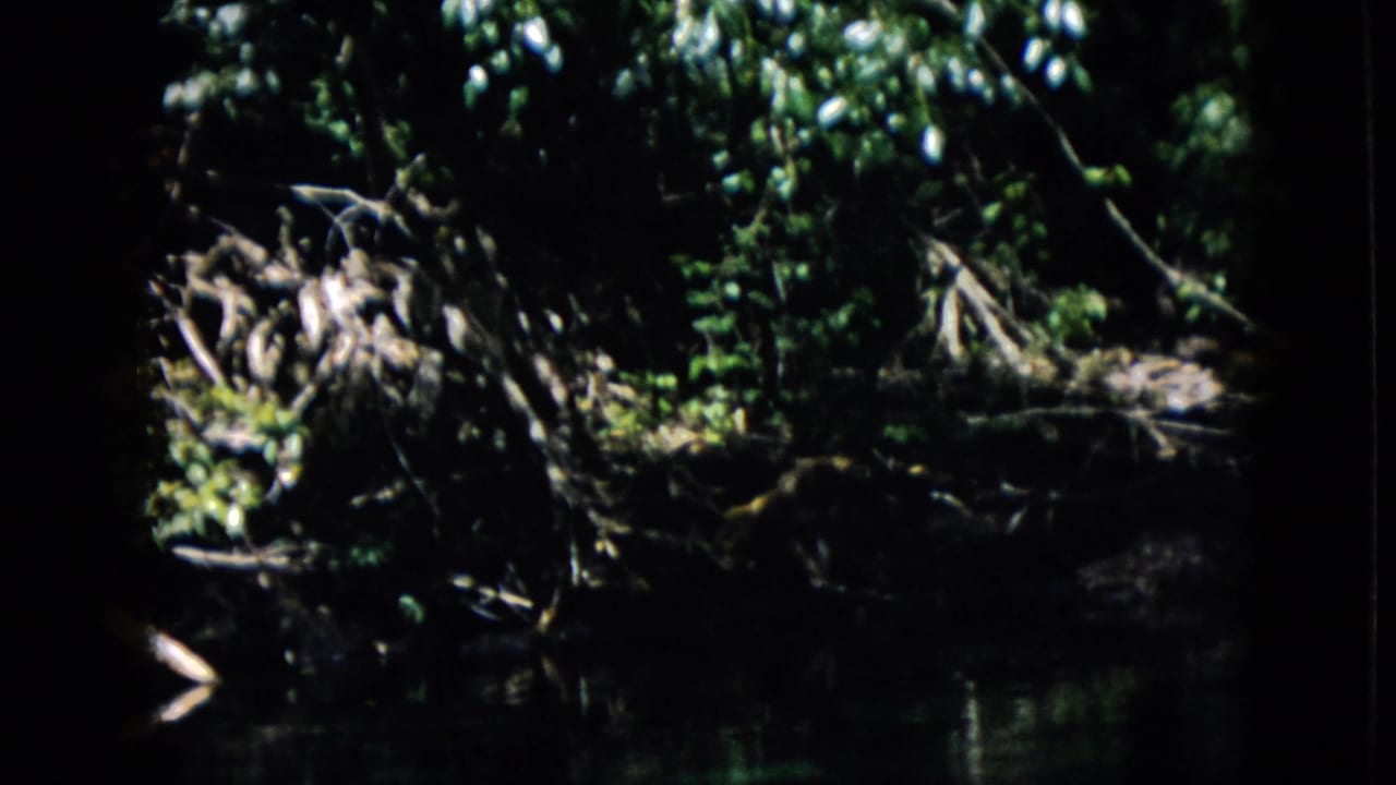 Shadowed forest floor and stream with exposed roots and overhanging vegetation.