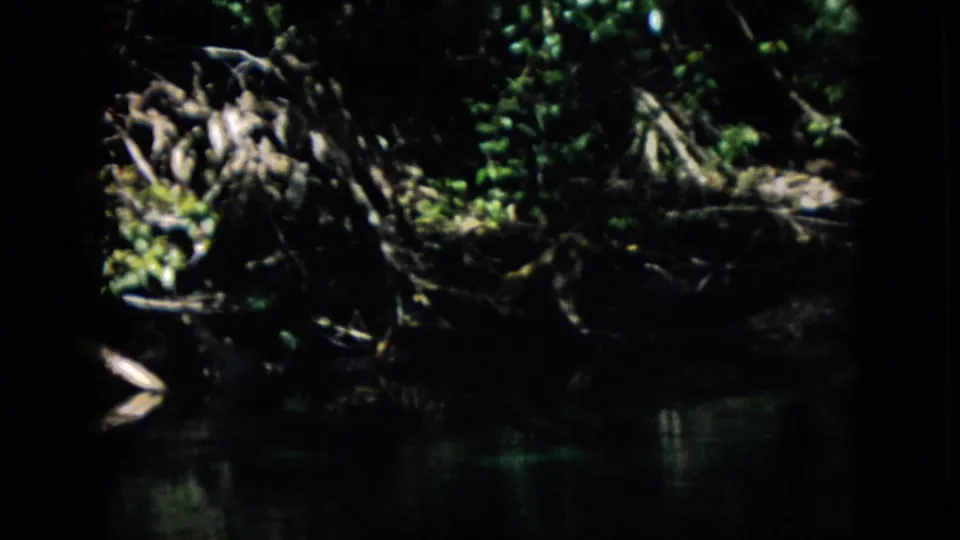 The final frame holds on a low, shadowed view of tangled roots, dense greenery, and a dark water surface in the forest setting.
