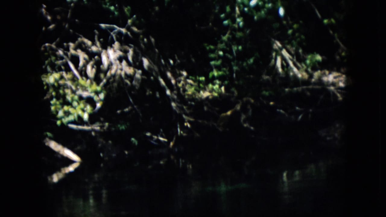 1958 Pennsylvania 8mm frame showing a dim wooded stream bank with exposed roots, leafy growth, a pale branch near the water, and deep shadow across the shoreline.