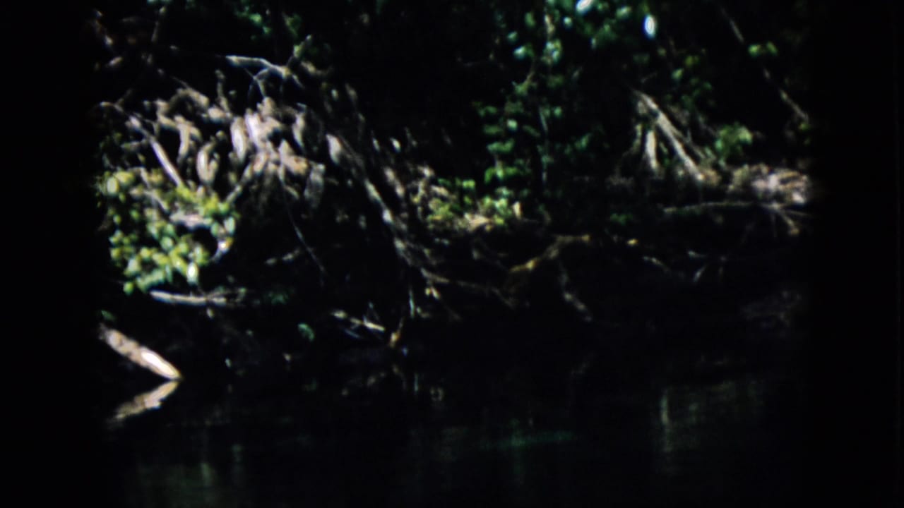 Shadowed creek edge with tangled roots and dark foliage above still water.