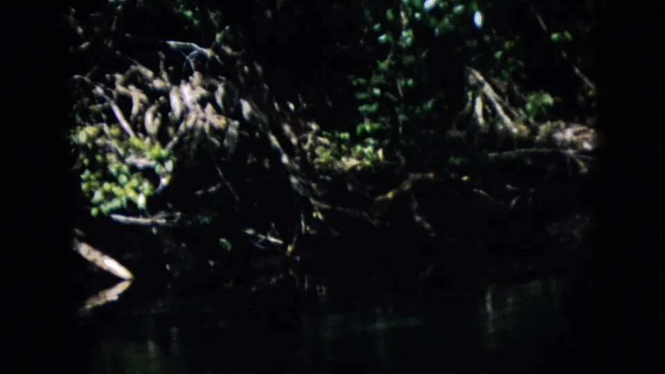 1958 Pennsylvania 8mm frame of a dark creek or stream edge, where tangled roots and dense foliage hang over reflective water in a heavily underexposed home-movie view.
