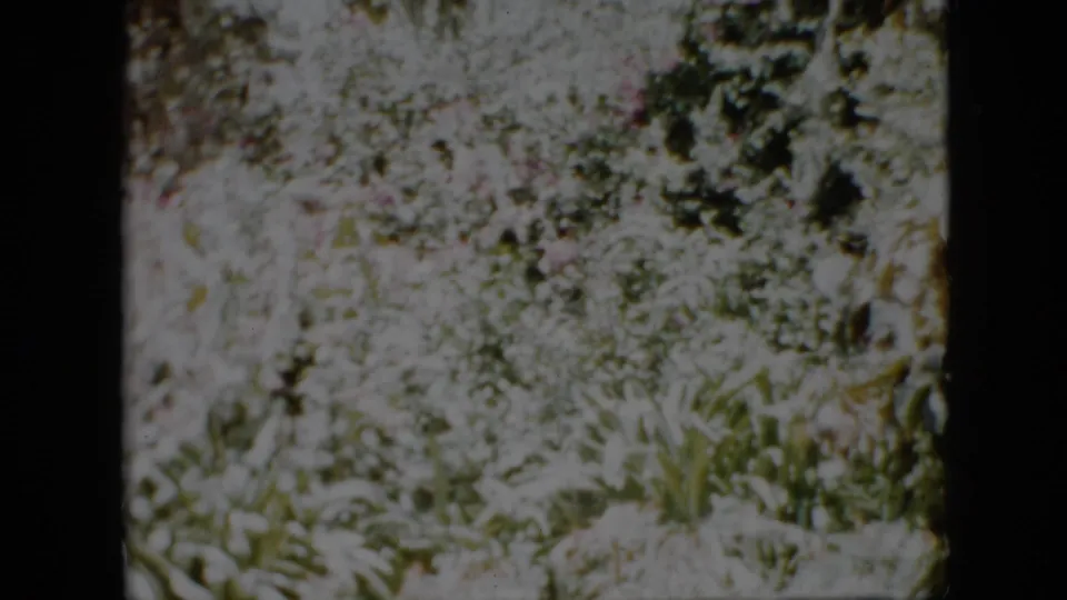 Bright, overexposed 8mm footage shows dense garden foliage and low plants near the end of the Pennsylvania outdoor sequence.
