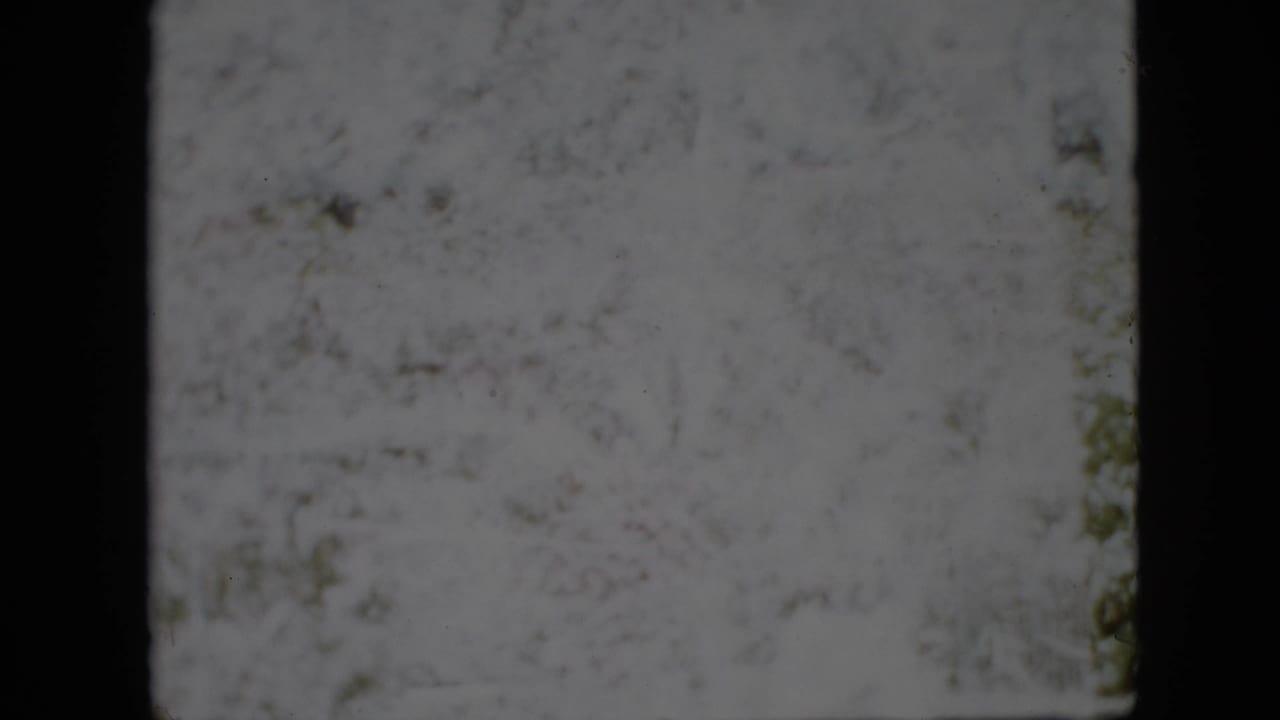 Blurred outdoor frame with pale garden texture and heavy film softness.