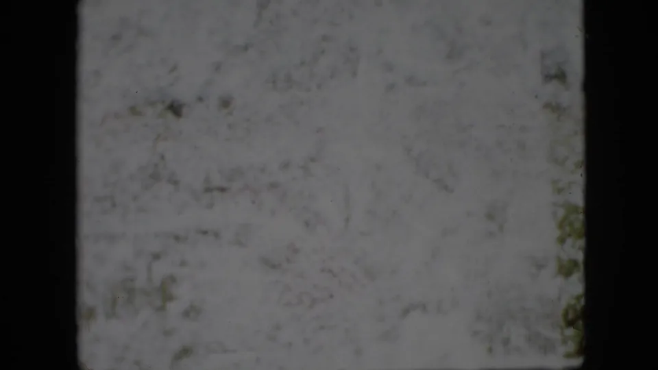Soft 1958 Pennsylvania home-movie frame with washed-out outdoor garden or foliage detail, visible 8mm border, and no readable facial detail.