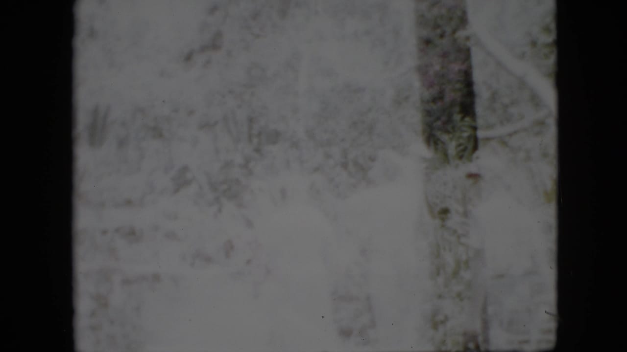 Wooded area with vertical tree trunks and barely visible figures in soft focus.