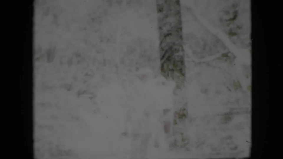 1958 Pennsylvania 8mm frame of a bright, grainy wooded area with tree trunks, underbrush, and barely discernible walkers in light clothing.