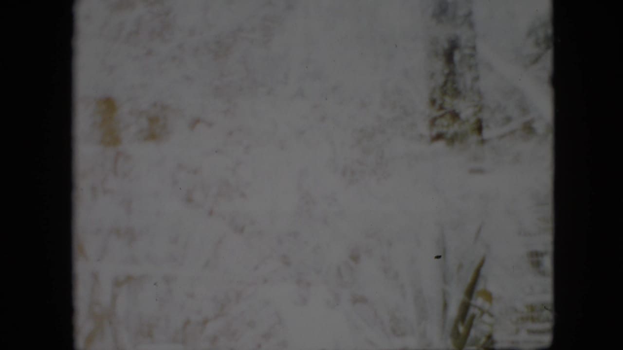 Overexposed pale frame with faint vertical plant shapes and dark film edges.
