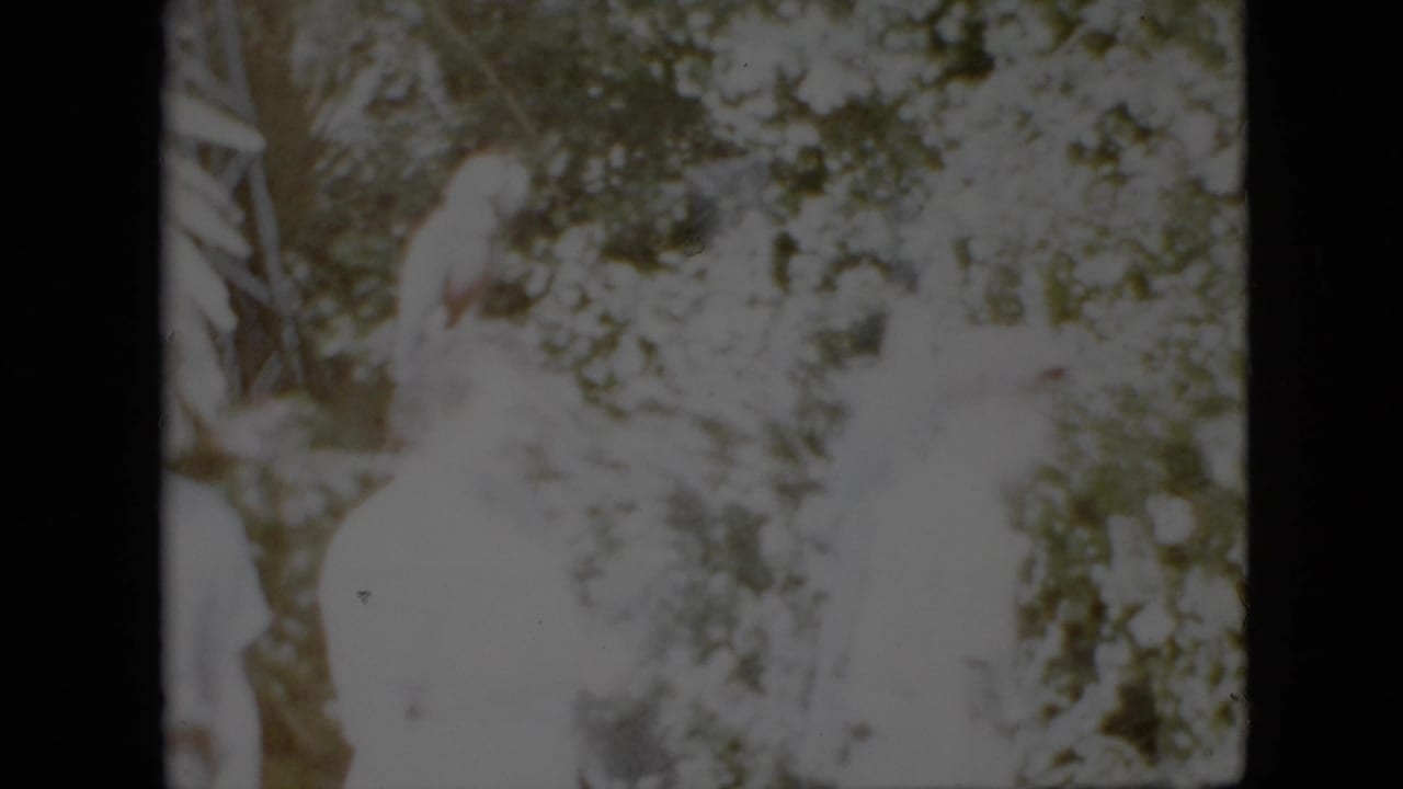 1958 Pennsylvania home-movie frame of adults standing in a tropical-style garden or attraction setting with pale parrots and dense foliage behind them.