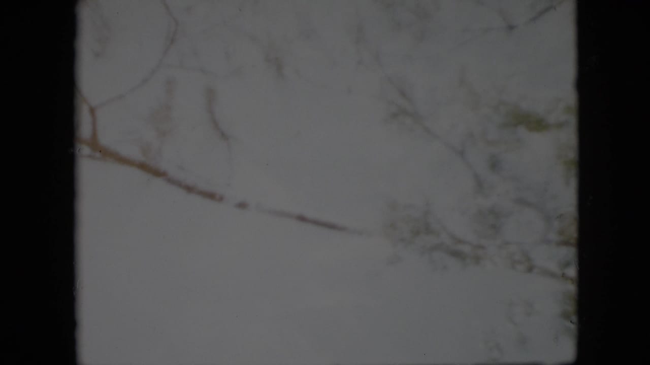 1958 Pennsylvania 8mm home-movie frame showing leafless branches and sparse foliage silhouetted against a pale winter sky.