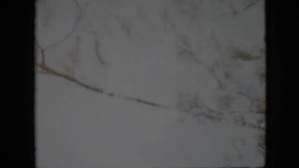 1958 Pennsylvania 8mm home-movie frame showing leafless branches and sparse foliage silhouetted against a pale winter sky.