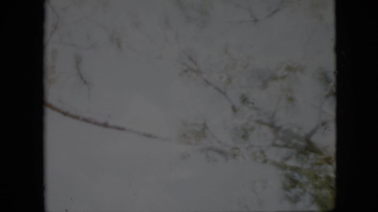 Pennsylvania winter home-movie frame from 1958 with thin tree limbs and sparse evergreen foliage against a bright gray sky.