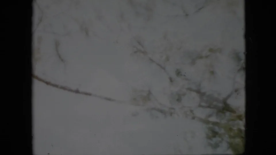 Pennsylvania winter home-movie frame from 1958 with thin tree limbs and sparse evergreen foliage against a bright gray sky.