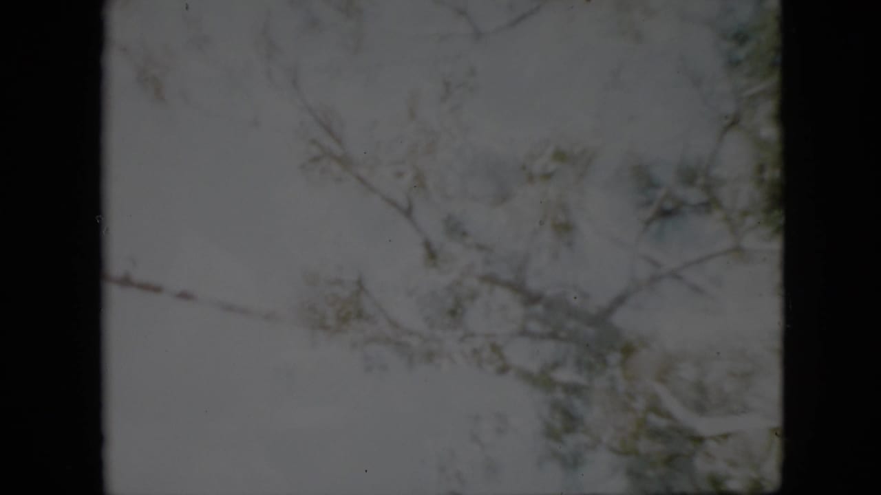 Snow-bright winter scene with bare branches crossing a pale sky and visible film gate edges.