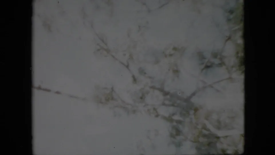 1958 Pennsylvania 8mm frame showing a quiet winter view of bare branches and muted foliage under a pale sky.
