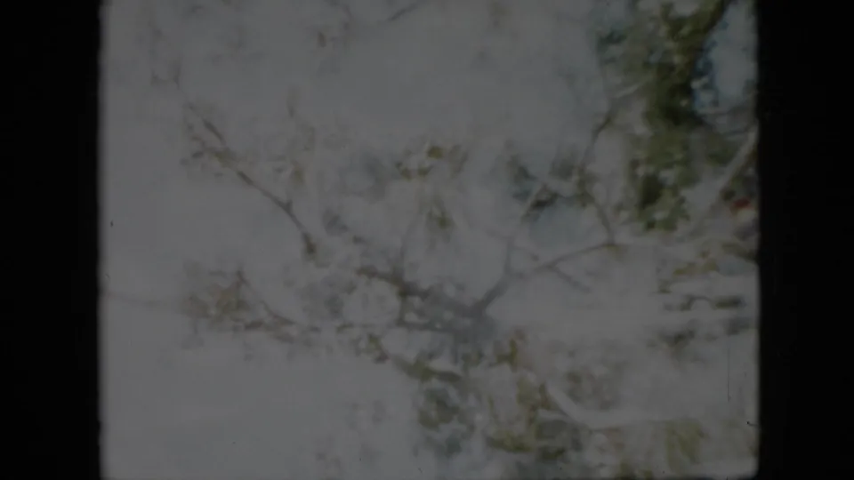 Final sampled frame from the 1958 Pennsylvania home movie, showing winter branches and sparse foliage in soft 8mm color.