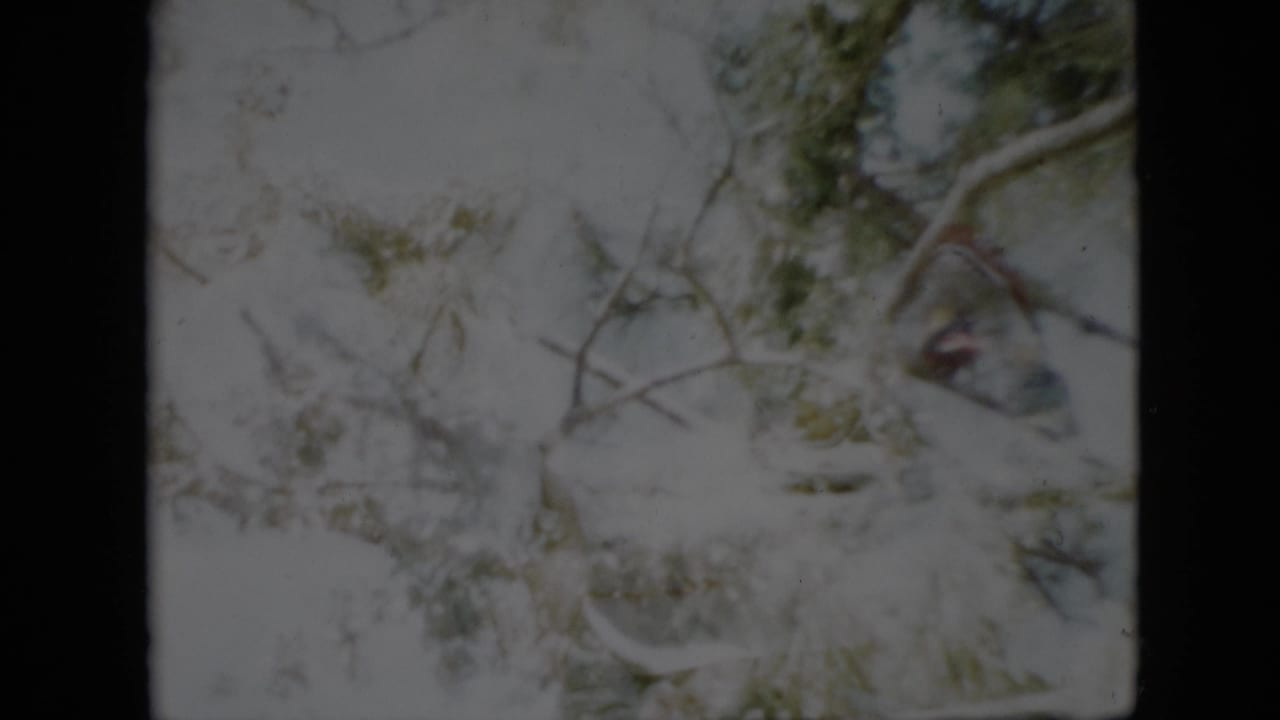 1958 Pennsylvania 8mm frame of wind-softened snowy branches, with a small blurred colored shape near the upper right that may be a bird among the limbs.