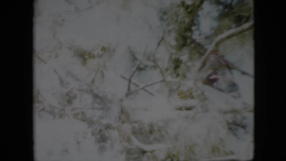 1958 Pennsylvania 8mm frame of wind-softened snowy branches, with a small blurred colored shape near the upper right that may be a bird among the limbs.