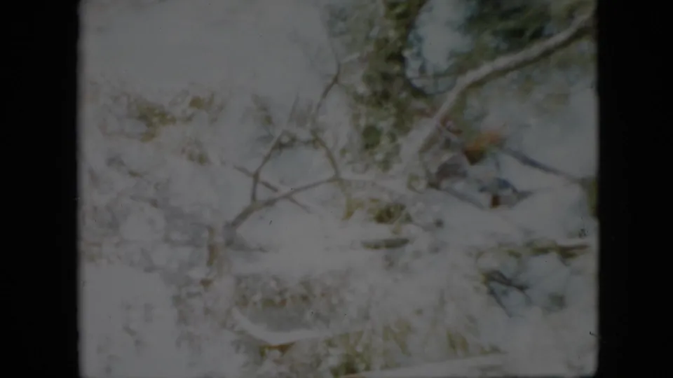 1958 Pennsylvania 8mm frame showing a dense cluster of snow-dusted twigs, bare limbs, and muted green foliage in a blurred winter canopy.