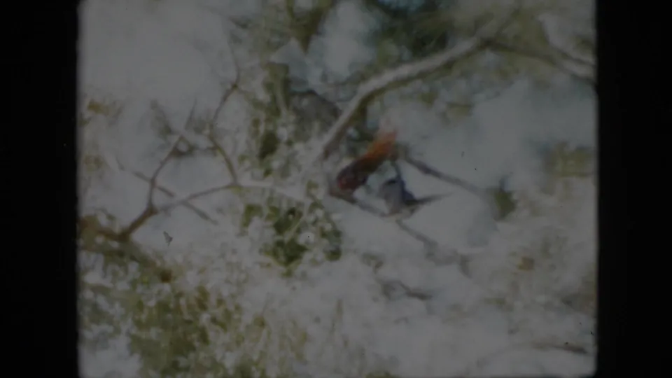 1958 Pennsylvania 8mm frame of snow-covered branches and evergreen patches, with a blurred reddish form among the limbs that appears consistent with a small bird but is not clearly identifiable.