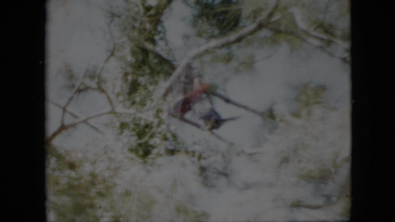 A 1958 Pennsylvania 8mm frame shows leafy branches in the foreground with a blurred exterior scene beyond.