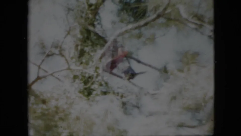 A 1958 Pennsylvania 8mm frame shows leafy branches in the foreground with a blurred exterior scene beyond.