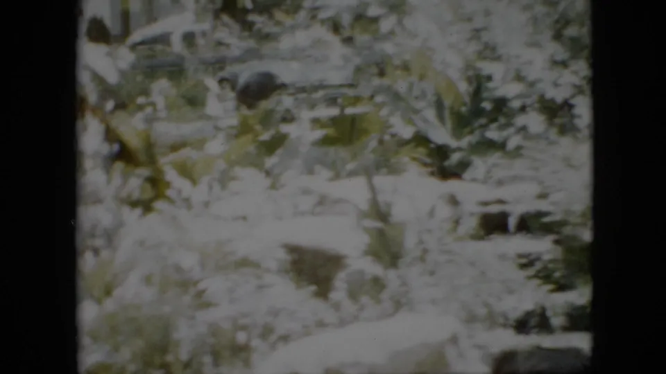 Overexposed 1958 Pennsylvania home-movie frame with dense garden foliage, lawn, a parked car in the background, and a pale animal-like shape at right that is not fully clear.